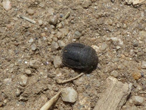 Réf. 277 819 : Odontoscelis sp.